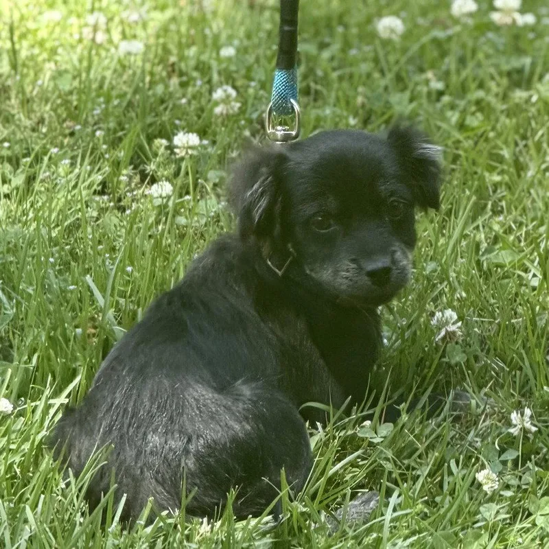 A baby medium-sized female Cocker Spaniel dog named Espresso for adoption in Locust Fork, AL