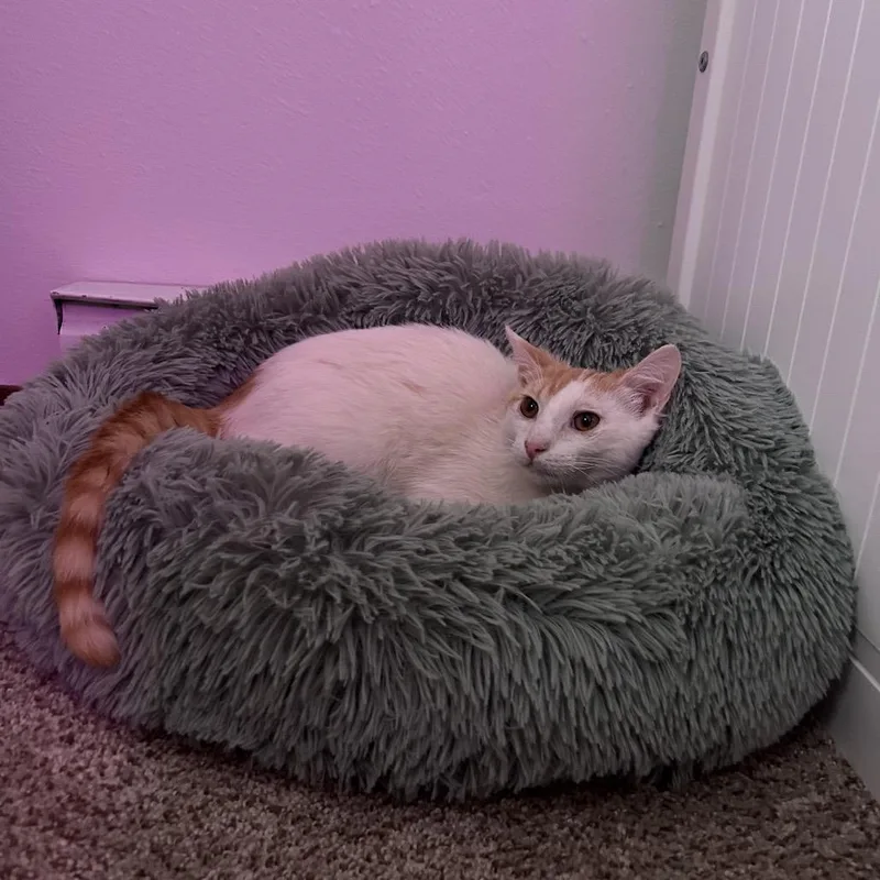 A young medium-sized male Orange / Red Domestic Short Hair cat named John Milton for adoption in Madison, WI