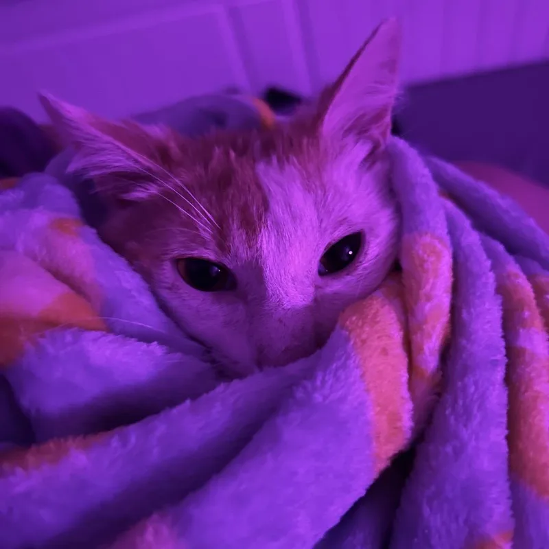 John Milton thumbnail 2