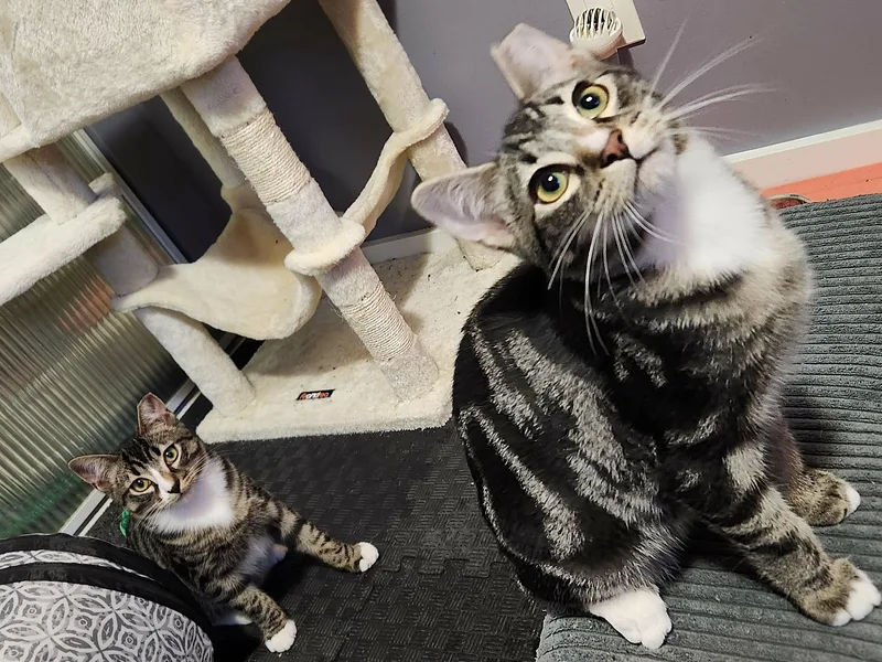 A baby large-sized male Tabby (Brown / Chocolate) Domestic Short Hair cat named Cooper and Truman for adoption in Seattle, WA