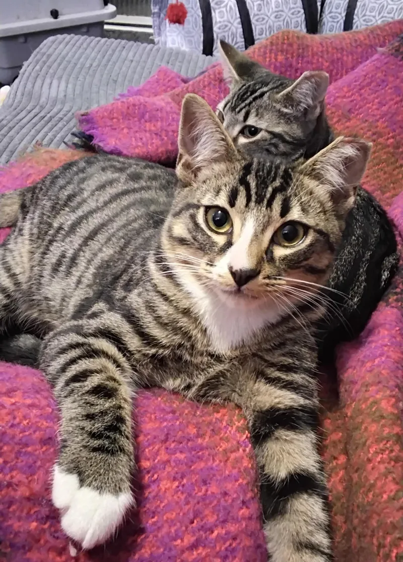 Cooper and Truman thumbnail 4