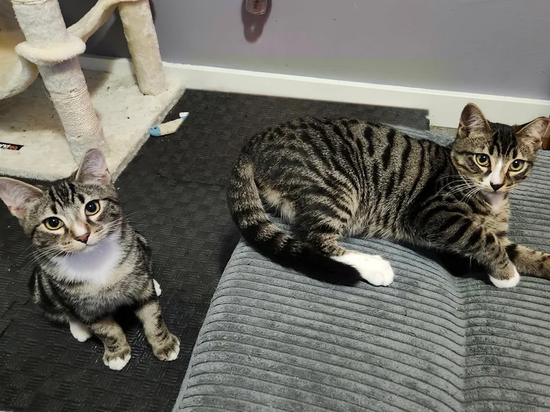 Cooper and Truman thumbnail 5