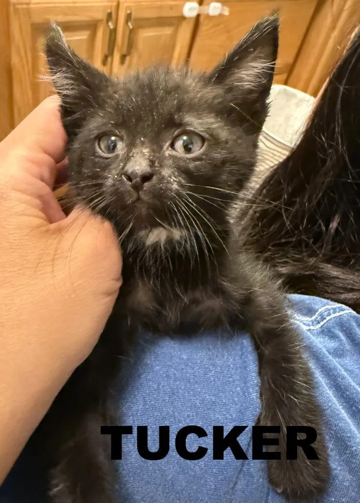 A baby small-sized male Domestic Short Hair cat named Tucker Tuck for adoption in Owatonna, MN