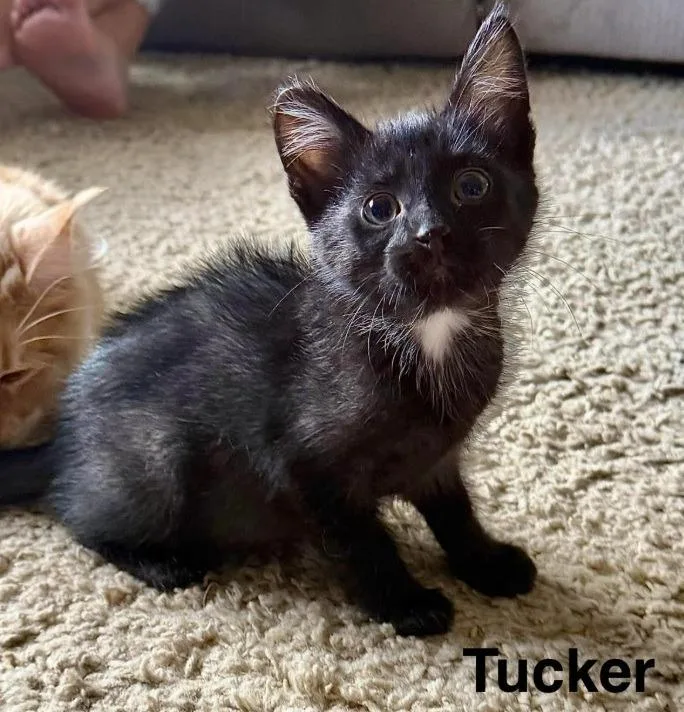 Tucker Tuck thumbnail 3