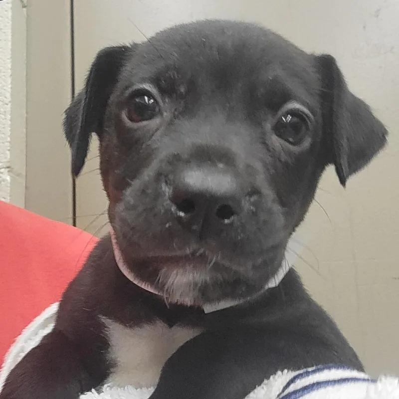 A baby small-sized male Shepherd dog named Marv for adoption in Birmingham, AL