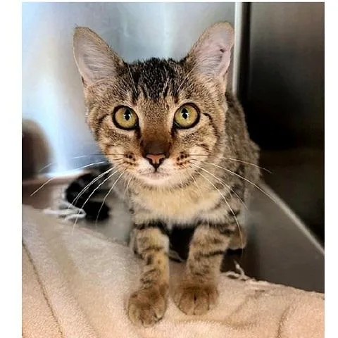A baby medium-sized female Tabby (Brown / Chocolate) Tabby cat named Rue for adoption in Salt Lake City, UT