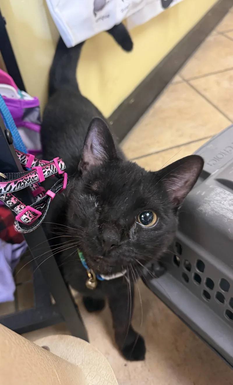 An adult large-sized male Black Domestic Short Hair cat named Marty Very Nice for adoption in Hudson, NY