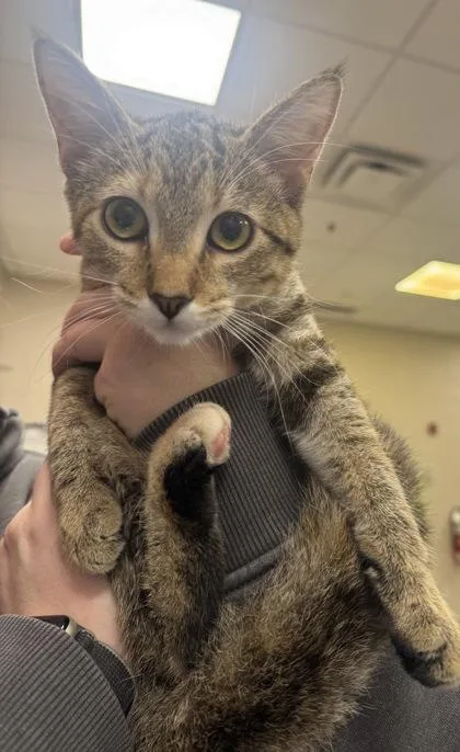 A young medium-sized female Domestic Short Hair cat named Juniper for adoption in Fishers, IN