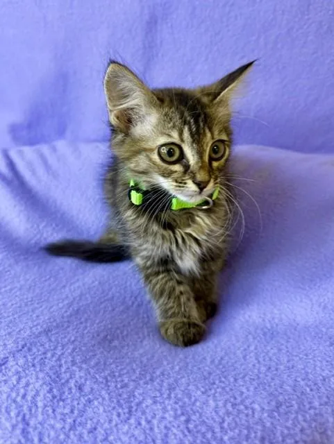 Penelope
