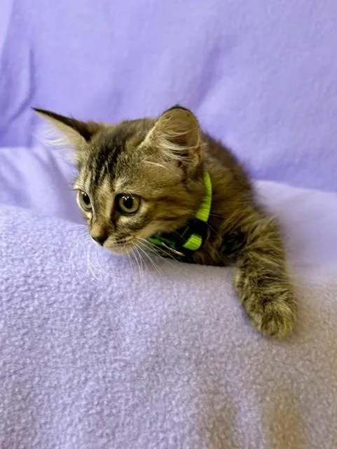 Penelope thumbnail 2