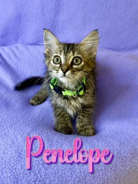 Penelope thumbnail 3