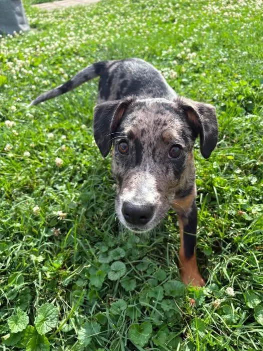A young medium-sized female Mixed Breed dog named Skye for adoption in Salisbury, MD