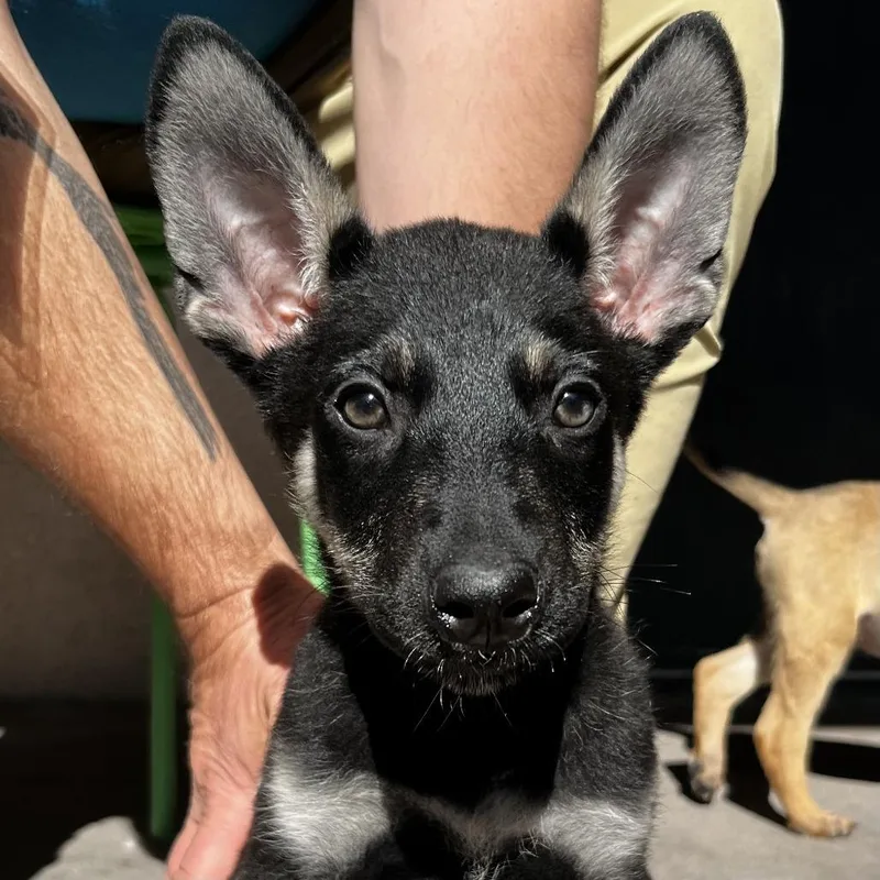 A baby small-sized male Black Shepherd dog named Mike Wazowski for adoption in Palm Springs, CA