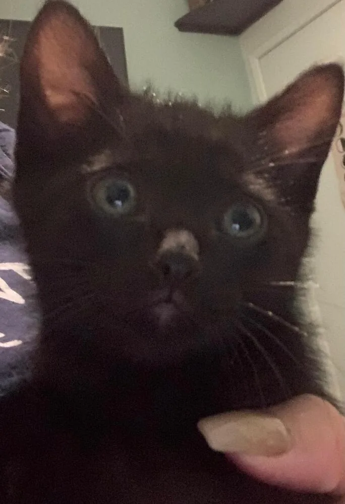 A baby small-sized male Black Bombay cat named Jasper for adoption in Calimesa, CA