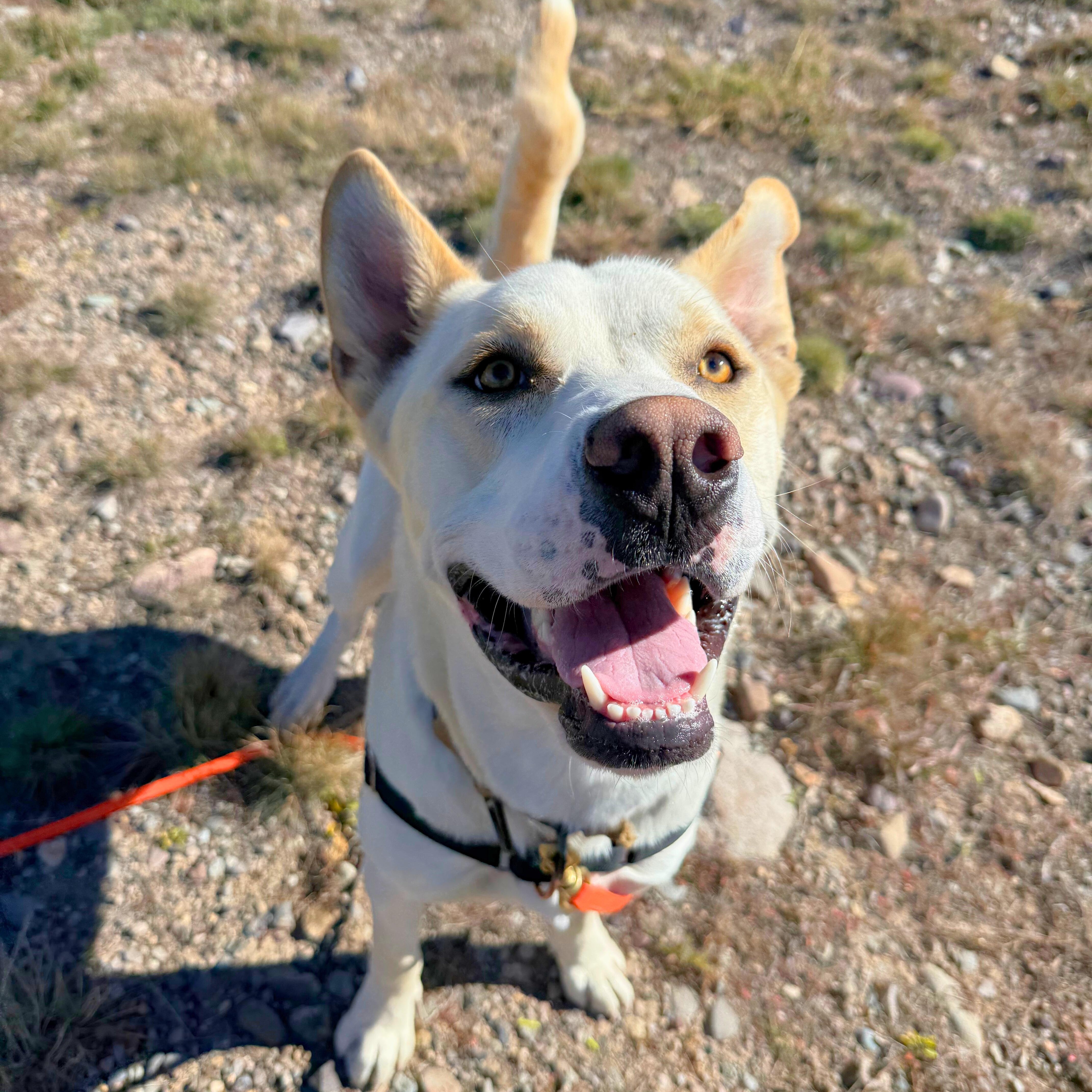A young large-sized male White / Cream Mixed Breed dog named Buddy for adoption in Ridgway, CO