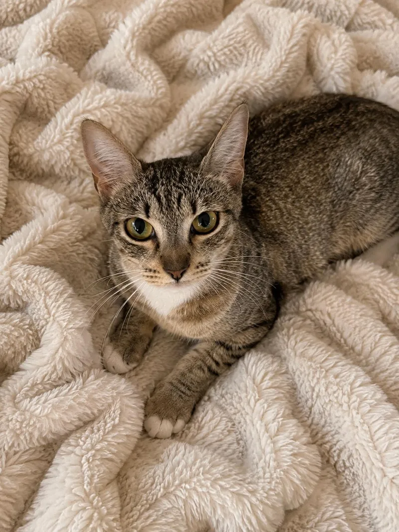 An adult medium-sized female Tabby (Buff / Tan / Fawn) Domestic Short Hair cat named Georgia for adoption in Belchertown, MA