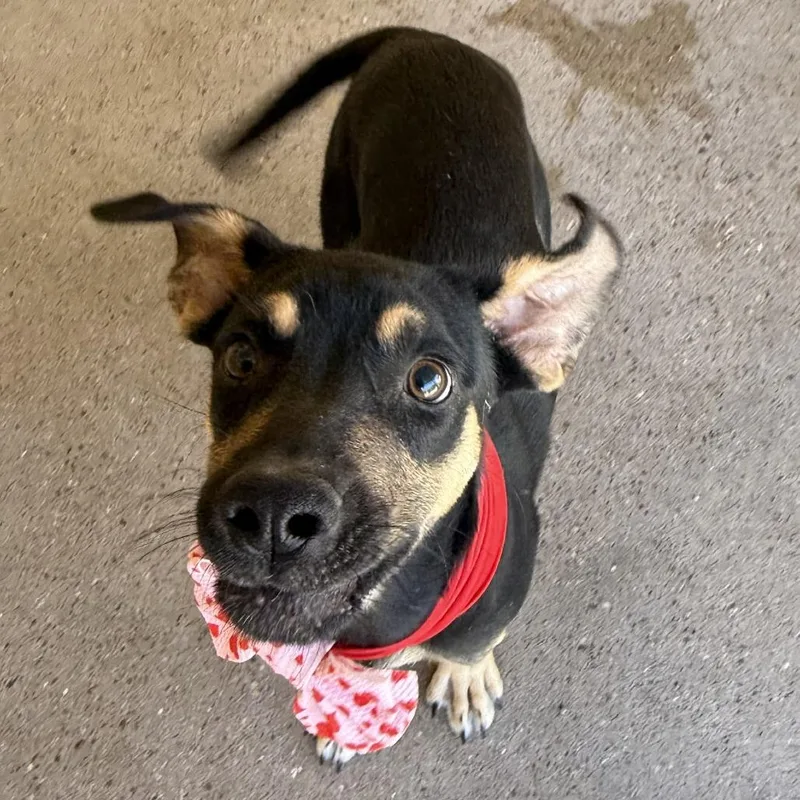 A baby small-sized female Black Mixed Breed dog named Uma for adoption in Las Cruces, NM