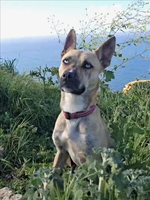 An adult medium-sized female Pit Bull Terrier dog named Amelia for adoption in Los Angeles, CA