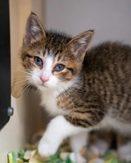 A baby small-sized female Domestic Short Hair cat named Vesper for adoption in Pequot Lakes, MN