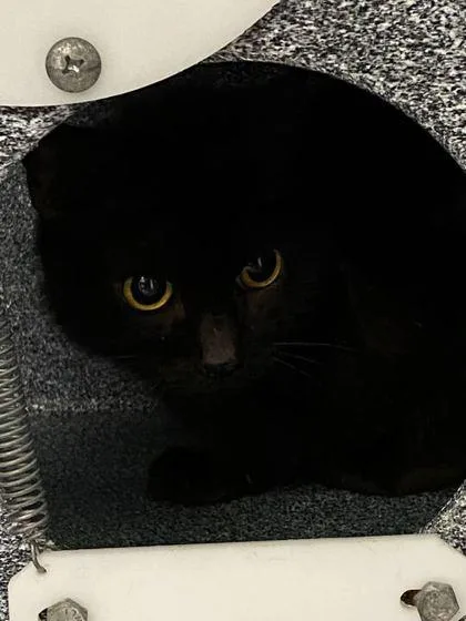 A senior large-sized female Domestic Short Hair cat named Bishop for adoption in Daytona Beach, FL