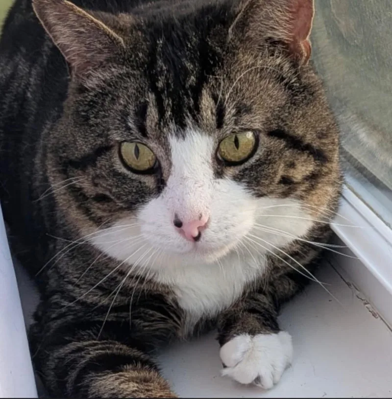 An adult small-sized male Domestic Short Hair cat named Teddy for adoption in Gorham, ME