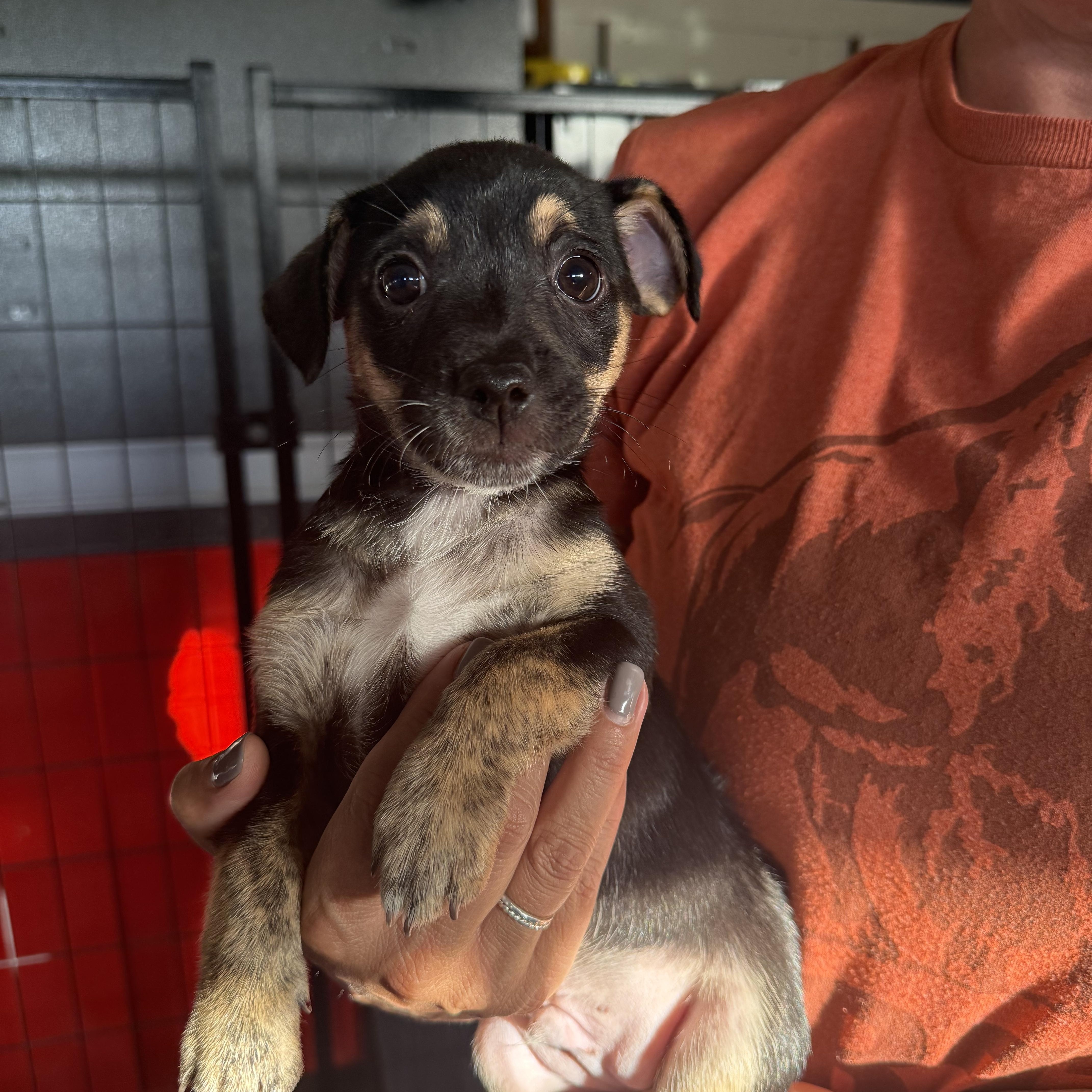 A baby medium-sized male Black Pit Bull Terrier dog named Richie for adoption in Brentwood, CA