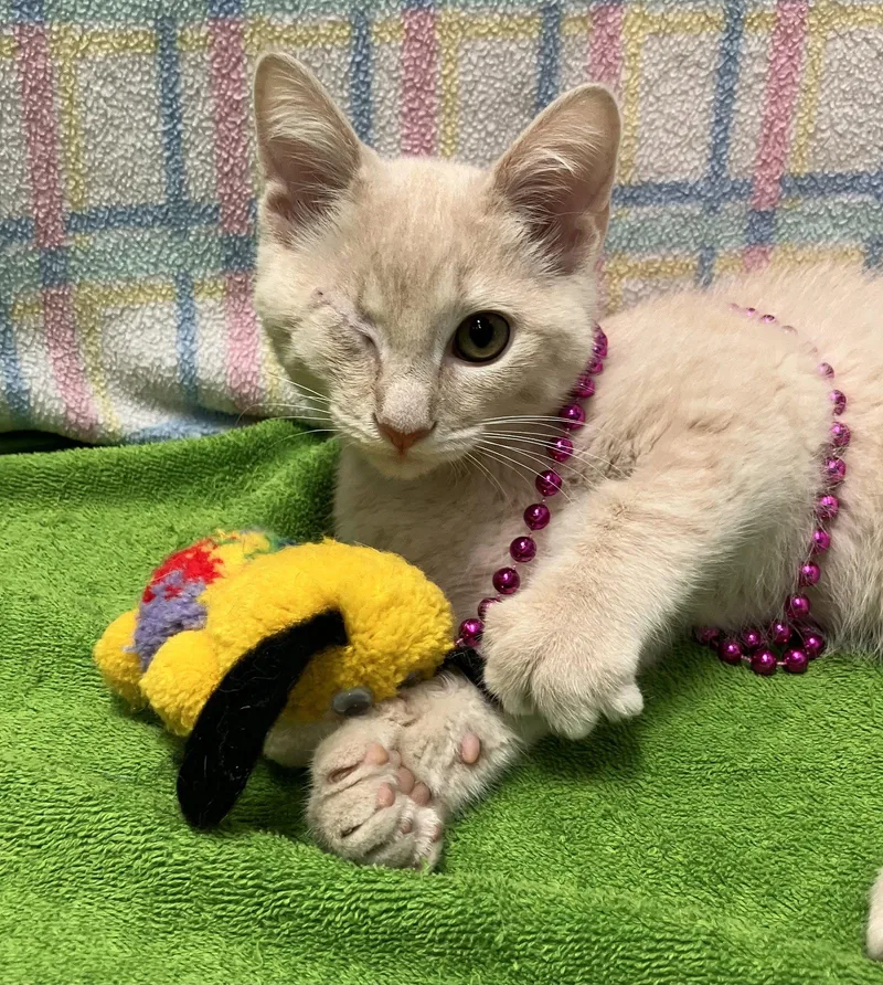 A baby medium-sized male Domestic Short Hair cat named OrangeJ for adoption in Dublin, OH