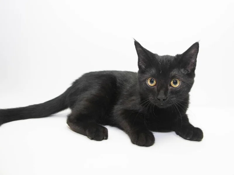 A baby medium-sized male Domestic Short Hair cat named Bruce Wayne for adoption in Lansing, KS