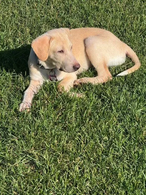 A baby large-sized female Labrador Retriever dog named Meekah for adoption in North Prairie, WI