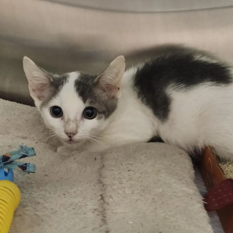 A baby small-sized male White Domestic Short Hair cat named Remy for adoption in Clearwater, FL