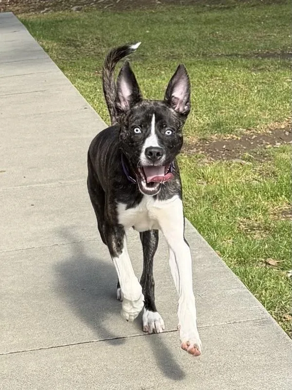 A young medium-sized male Pit Bull Terrier dog named Cairo for adoption in Novato, CA