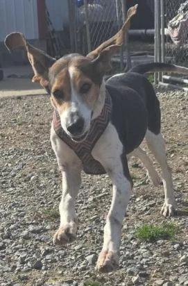 An adult large-sized female Hound dog named Sadie Scas for adoption in Rockaway, NJ