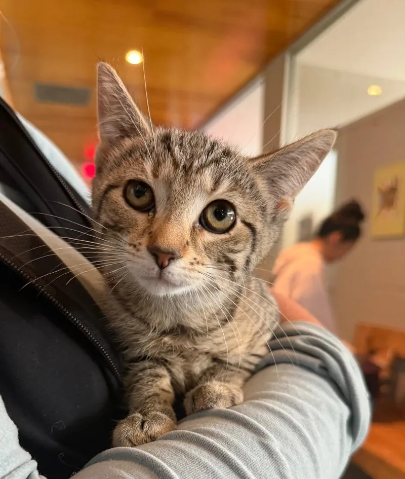 A baby small-sized female Domestic Short Hair cat named Focaccia for adoption in Hyde Park, NY