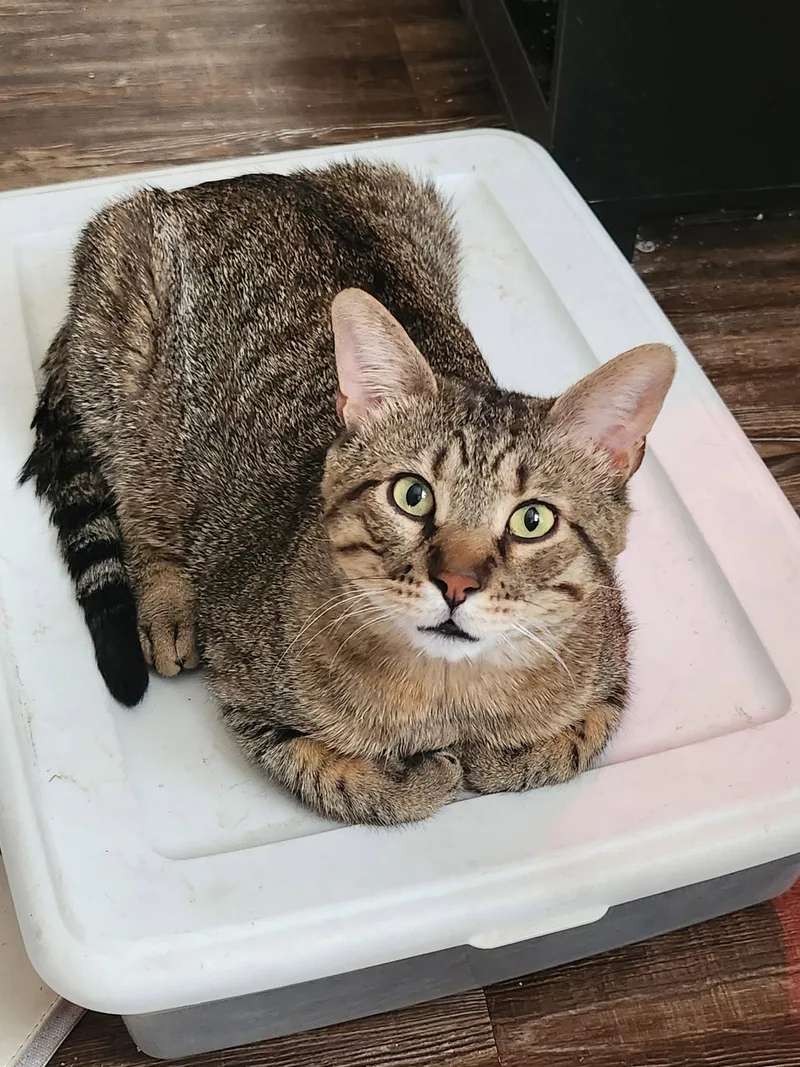 An adult medium-sized male Domestic Short Hair cat named Biscuit for adoption in Glendale, AZ