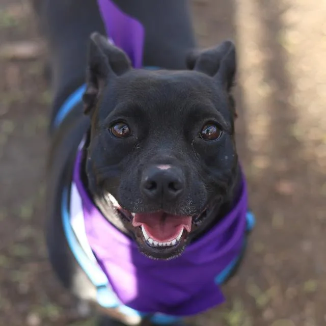 An adult small-sized female Dachshund dog named Lottie for adoption in San Antonio, TX