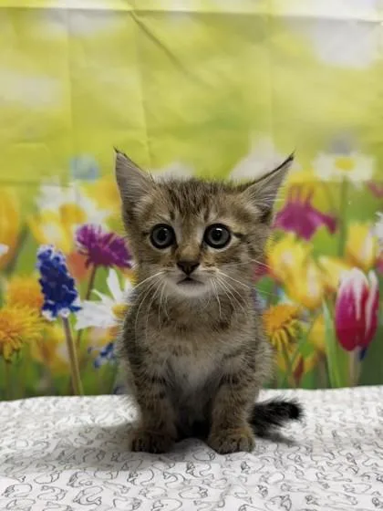 A baby small-sized male Domestic Short Hair cat named Crocodile for adoption in San Antonio, TX