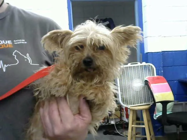 An adult medium-sized male Yorkshire Terrier dog named Red for adoption in Albuquerque, NM