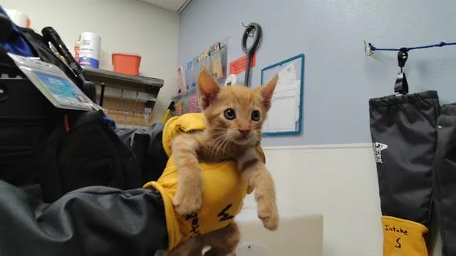 A baby small-sized male Domestic Short Hair cat named Hunter for adoption in Albuquerque, NM
