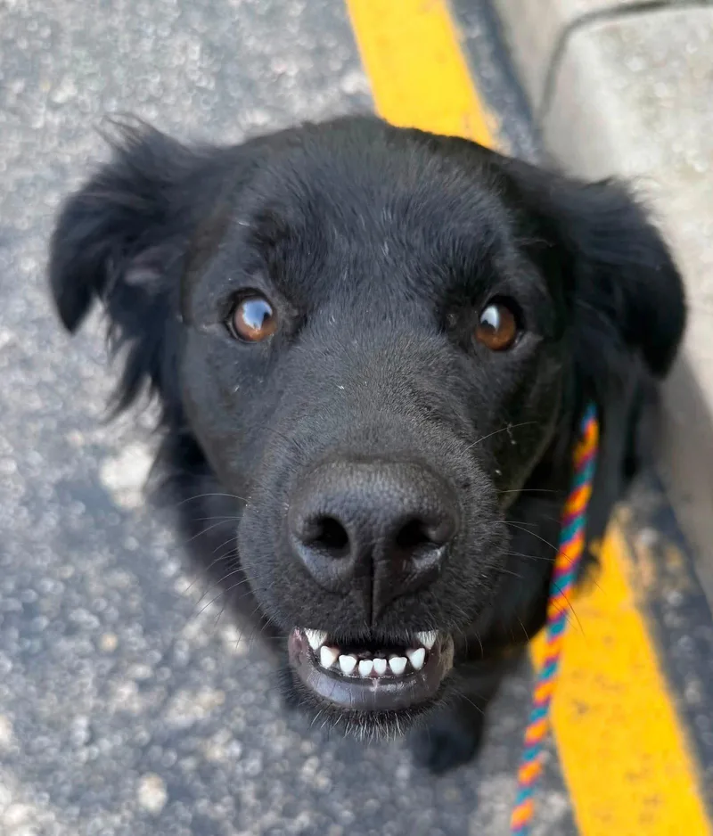 An adult medium-sized female Labrador Retriever dog named Andromeda for adoption in Germantown, OH