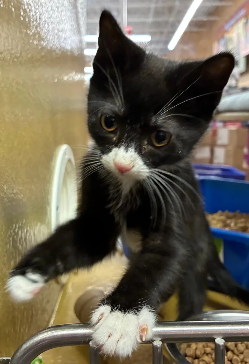 A baby medium-sized female Black & White / Tuxedo Tuxedo cat named Ginger for adoption in Lambertville, NJ