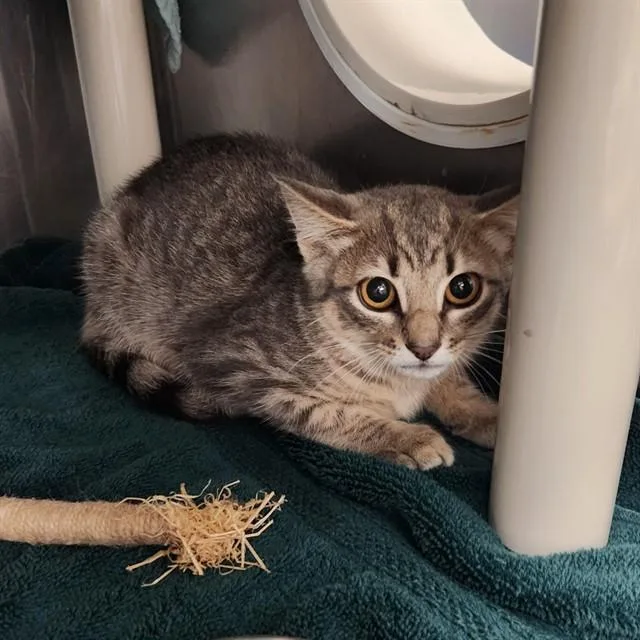 A young medium-sized male Domestic Short Hair cat named Marvin for adoption in Huntsville, AL