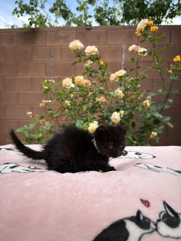 A baby small-sized female Domestic Short Hair cat named Starry for adoption in La Verkin, UT