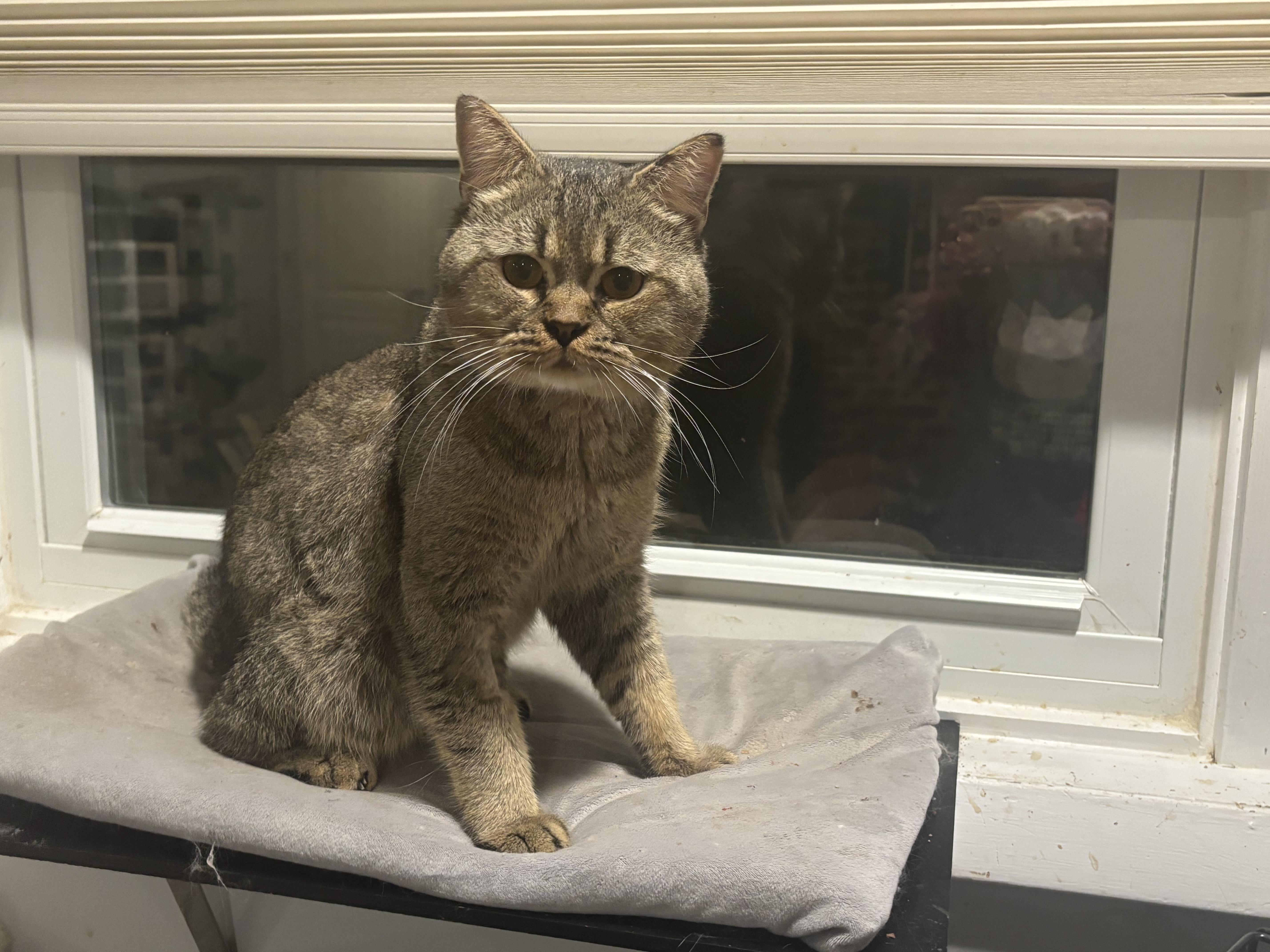 A young large-sized male British Shorthair cat named Meshmesh for adoption in Fairfax, VA