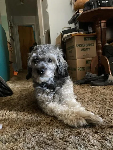 Sullivan thumbnail 6