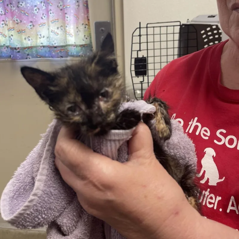 A baby small-sized female Tortoiseshell Domestic Short Hair cat named Imp for adoption in Albert Lea, MN