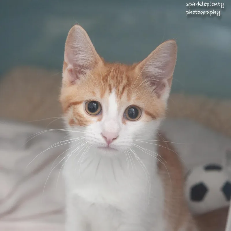 Gilligan