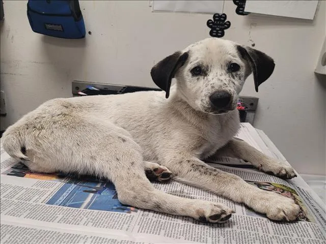 A baby small-sized male Australian Cattle Dog / Blue Heeler dog named Snoopy for adoption in Van Nuys, CA