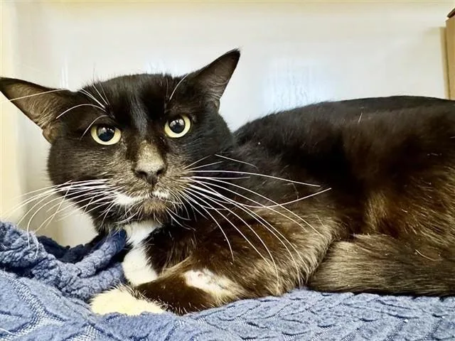 An adult medium-sized male Domestic Short Hair cat named George for adoption in Saint Louis, MO