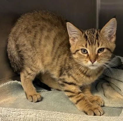 A baby small-sized male Domestic Short Hair cat named Rishon for adoption in New Albany, IN