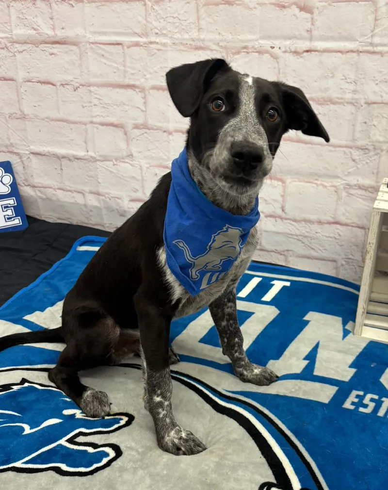 A baby medium-sized male Pointer dog named Stewart for adoption in Oxford, MI